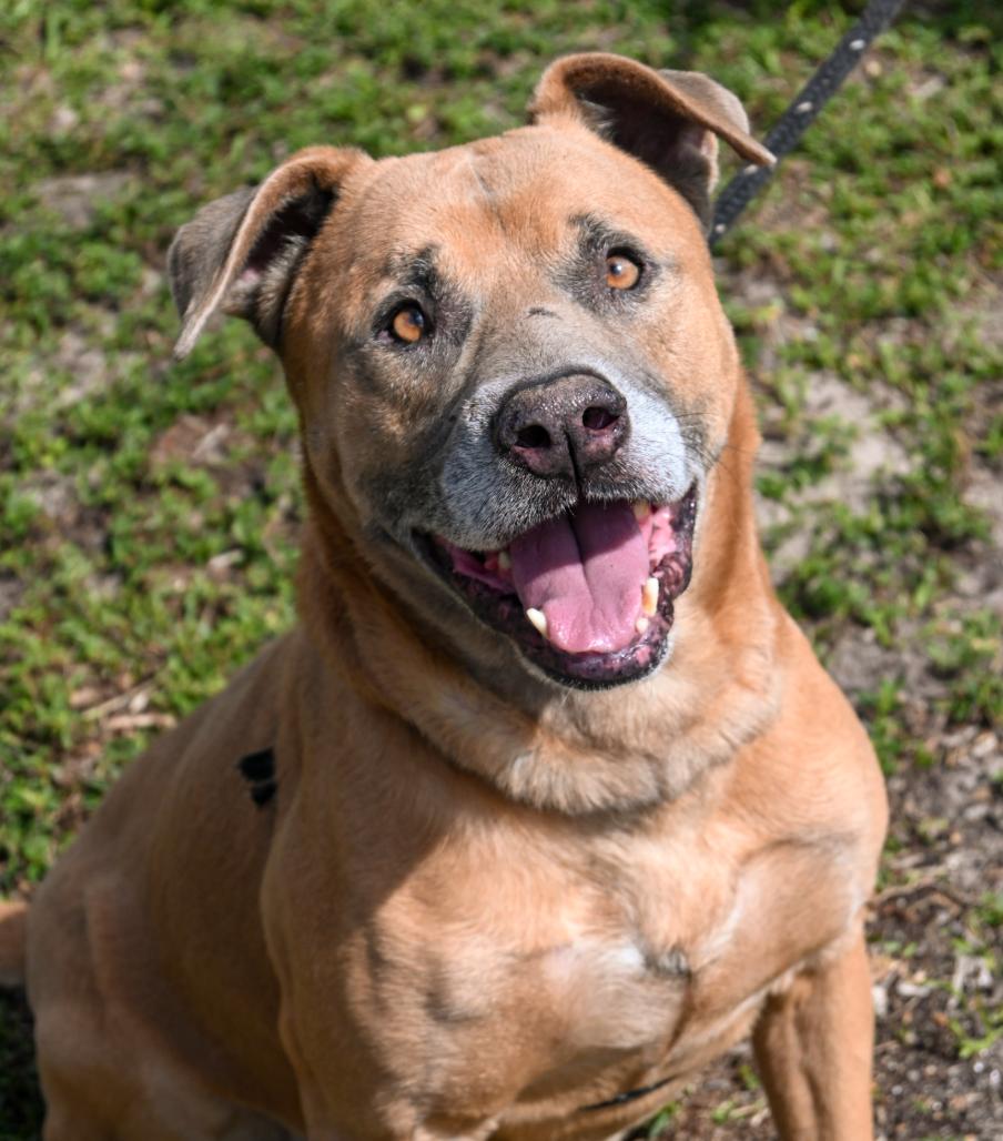 Enlarge Jack, a Adoptable Mixed Breed in Palm City, FL image 3/5