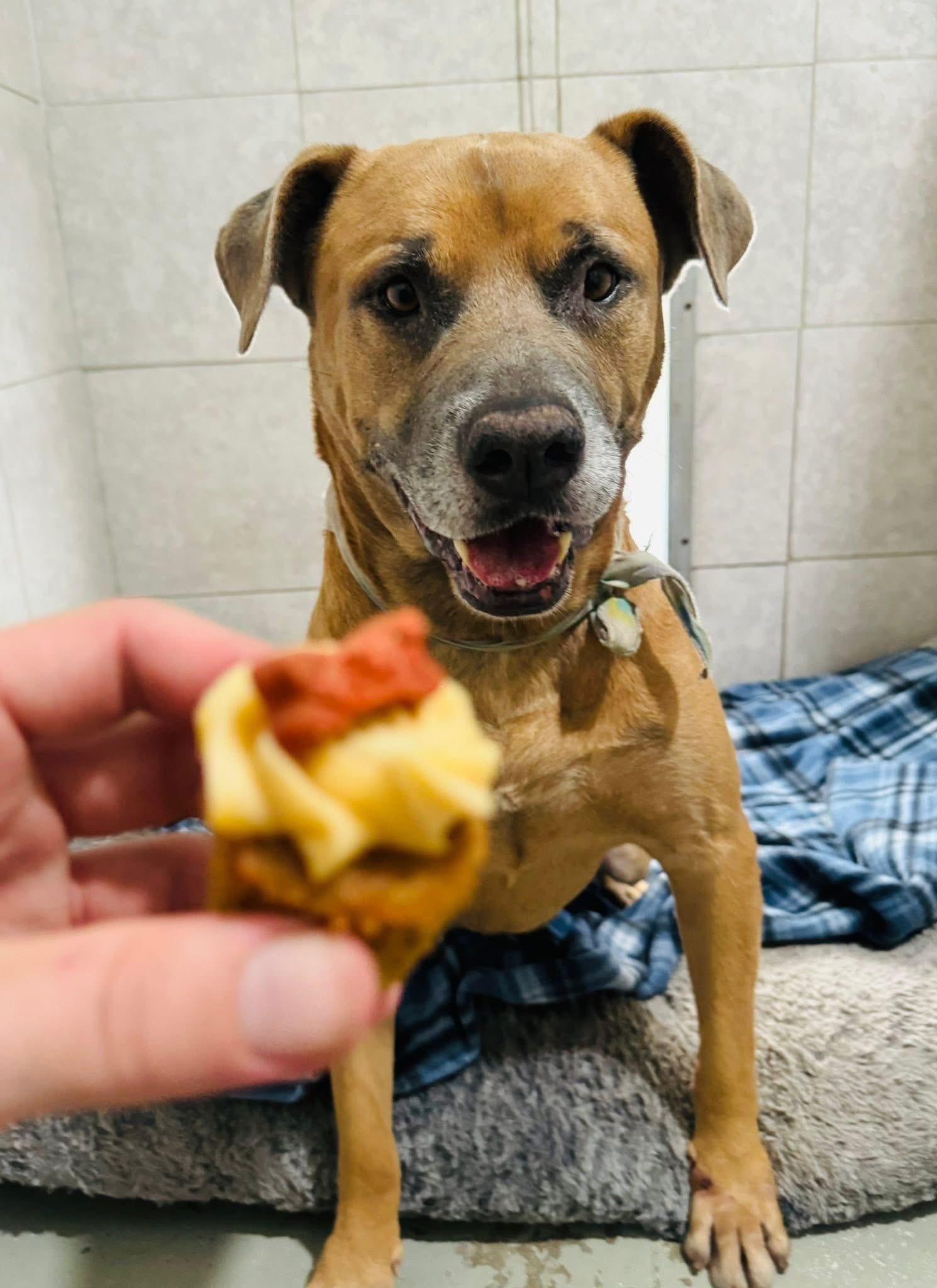 Enlarge Jack, a Adoptable Mixed Breed in Palm City, FL image 3/3