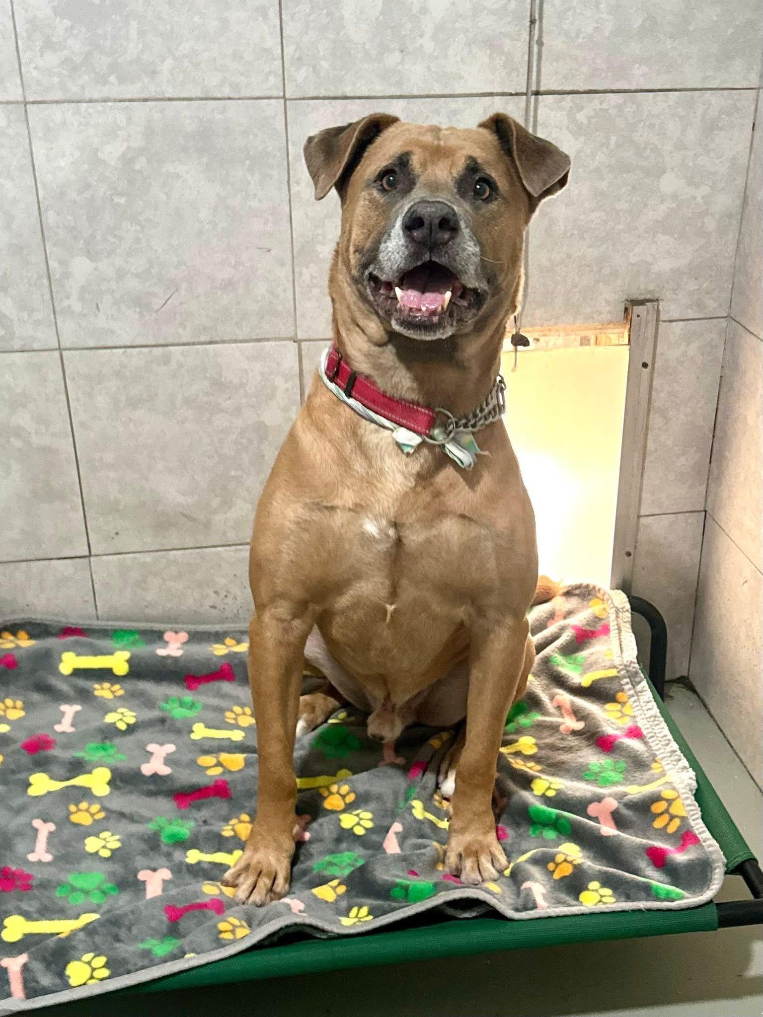 Jack, Adoptable, Adult Male Mixed Breed.