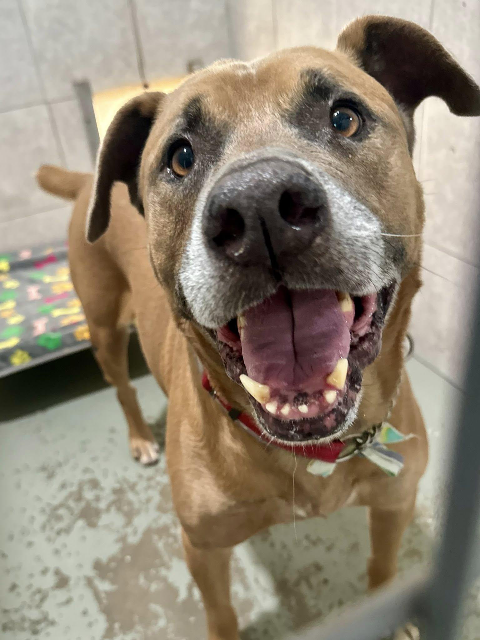 Enlarge Jack, a Adoptable Mixed Breed in Palm City, FL image 2/3