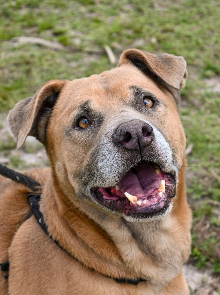 Enlarge Jack, a Adoptable Mixed Breed in Palm City, FL image 1/5