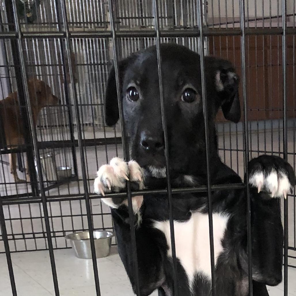 (COD) Dora, Adoptable, Puppy Female Pit Bull Terrier.