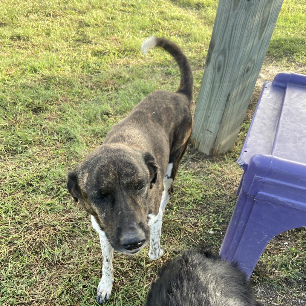 Molly, Adoptable, Senior Female Mountain Cur & Plott Hound.