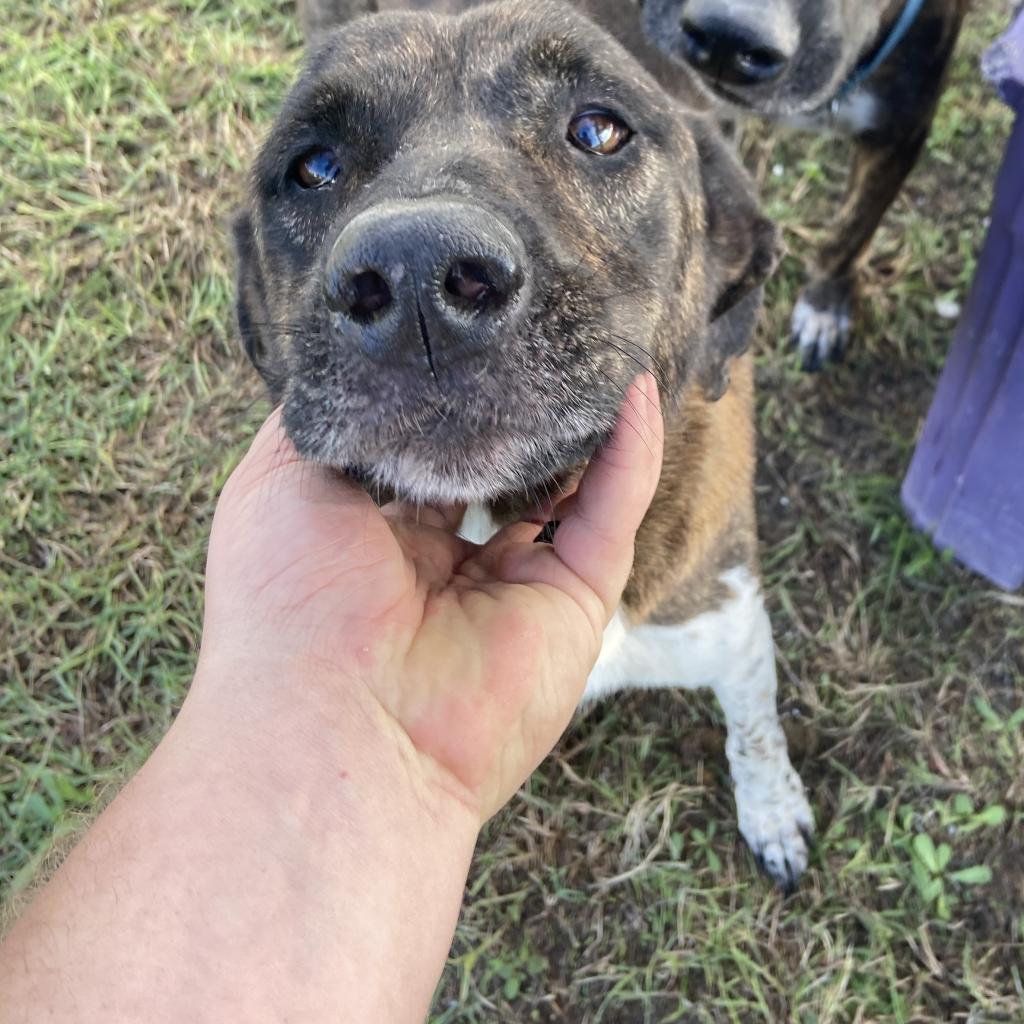 Molly, a Adoptable mixed breed in Port Aransas, TX image 2/2