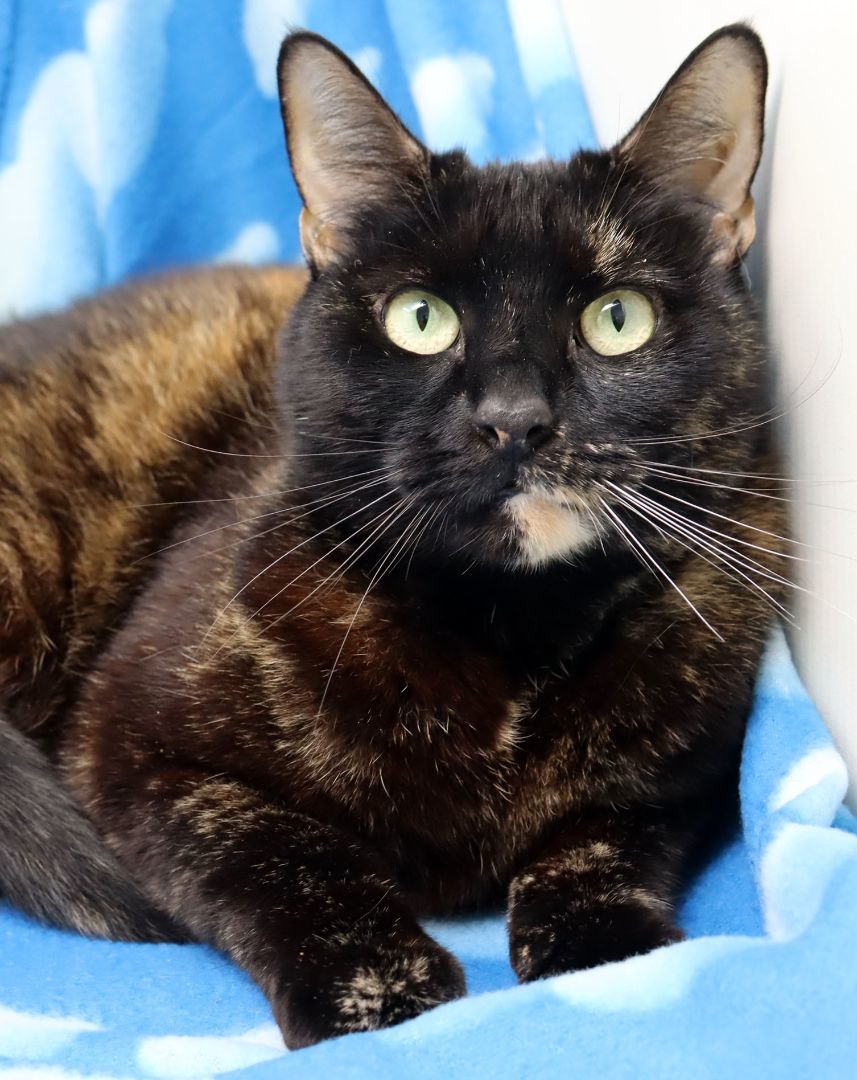 Baby, Adoptable, Adult Female Domestic Short Hair.