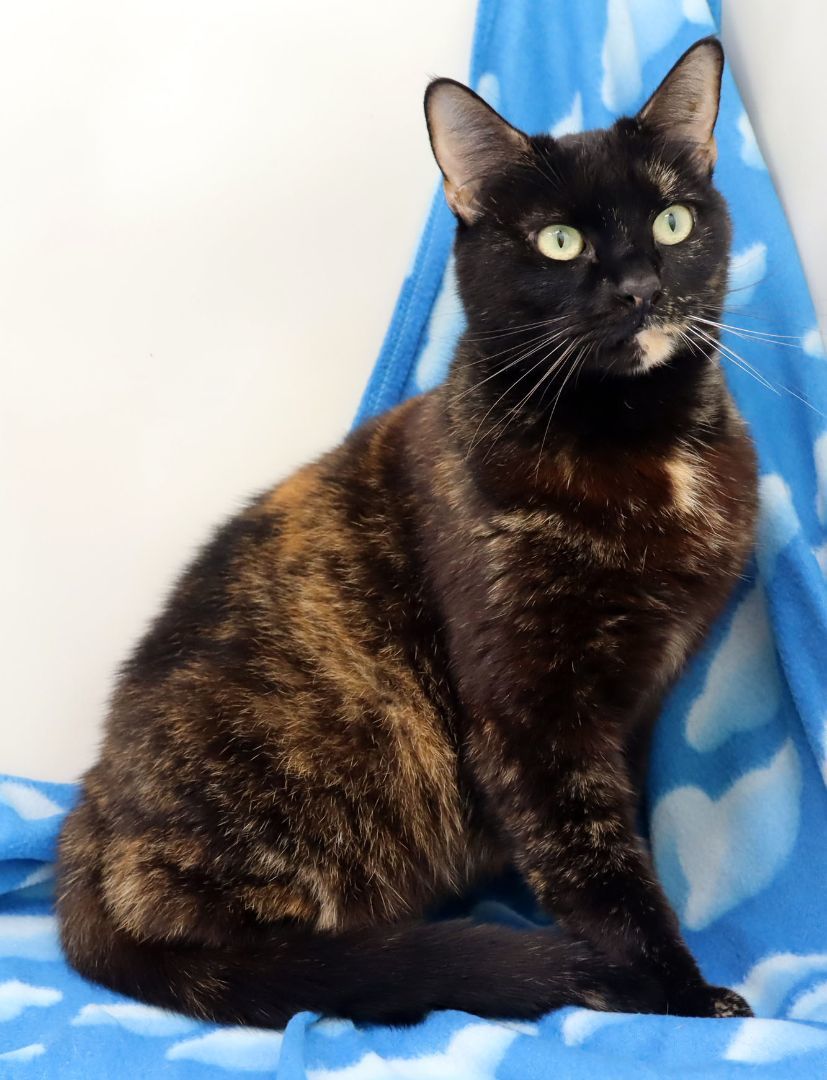 Enlarge Baby, a Adoptable Domestic Short Hair in Tierra Verde, FL image 2/3