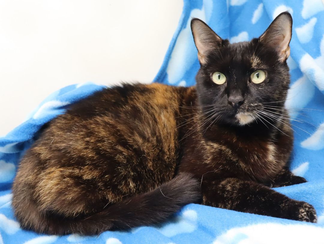 Enlarge Baby, a Adoptable Domestic Short Hair in Tierra Verde, FL image 3/3