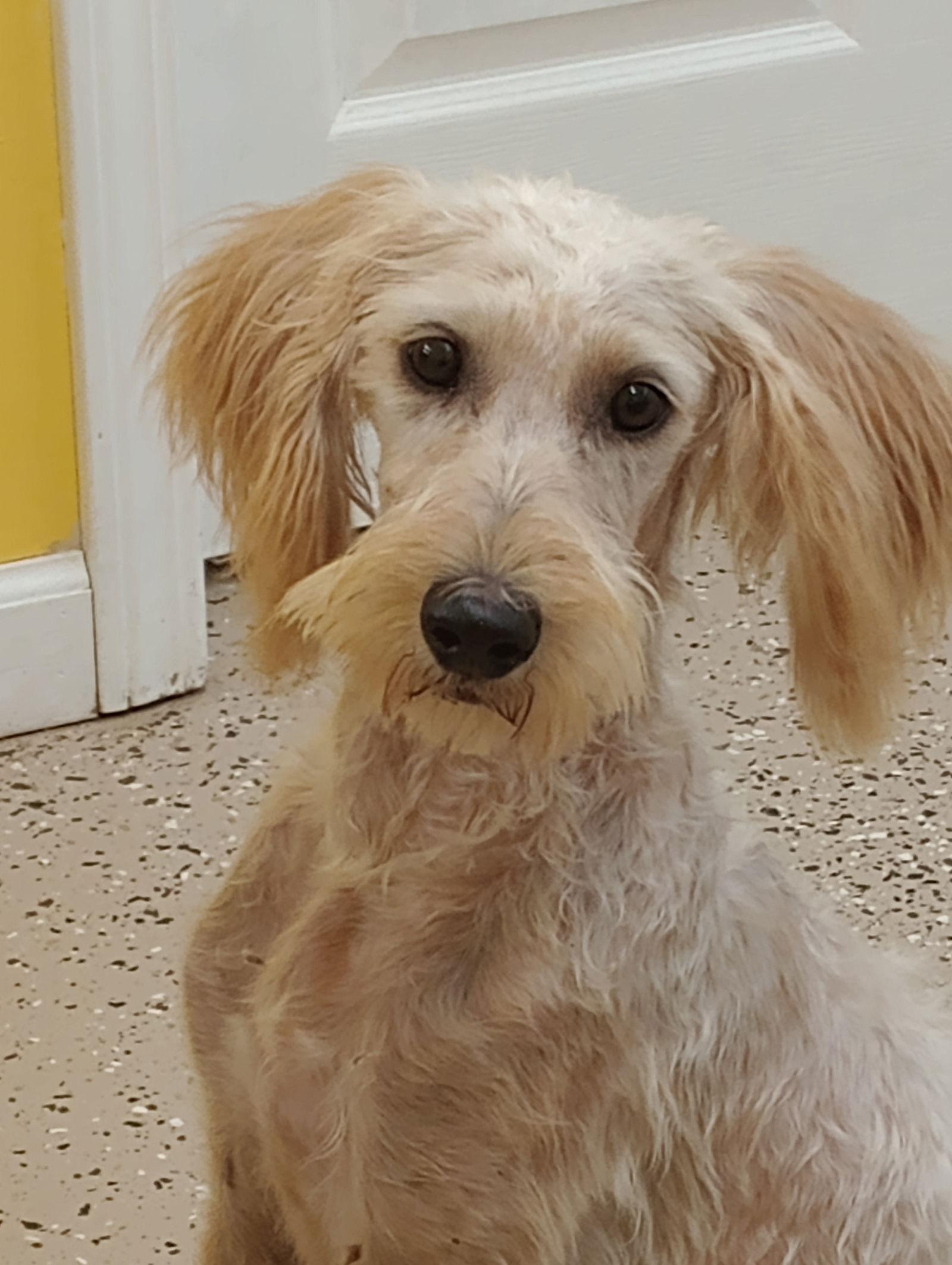 Edie, Adopted, Adult Female Poodle & Schnauzer.