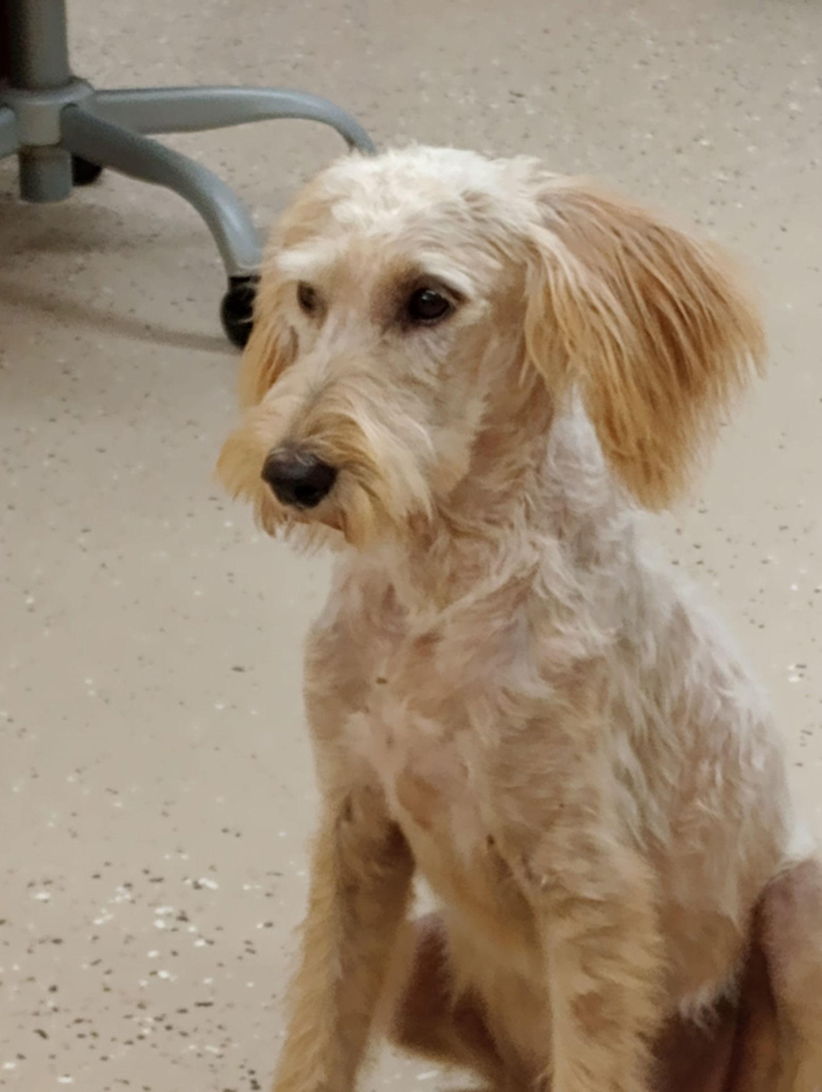 Enlarge Edie, a Adopted mixed breed in York, SC image 2/3