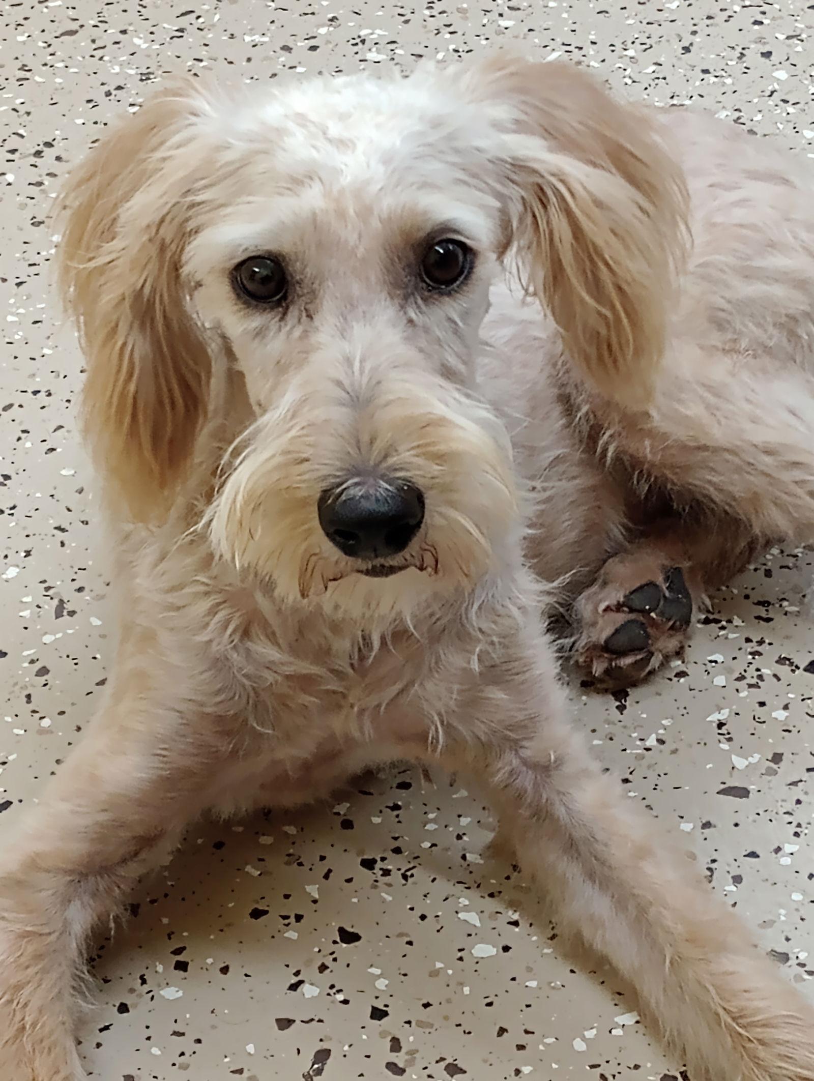 Enlarge Edie, a Adopted mixed breed in York, SC image 3/3