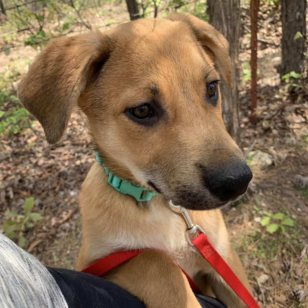 Enlarge Steve, a Adoptable mixed breed in Eureka Springs, AR image 1/6