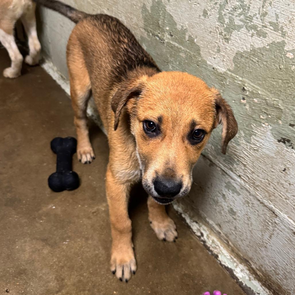 Enlarge Steve, a Adoptable mixed breed in Eureka Springs, AR image 2/6