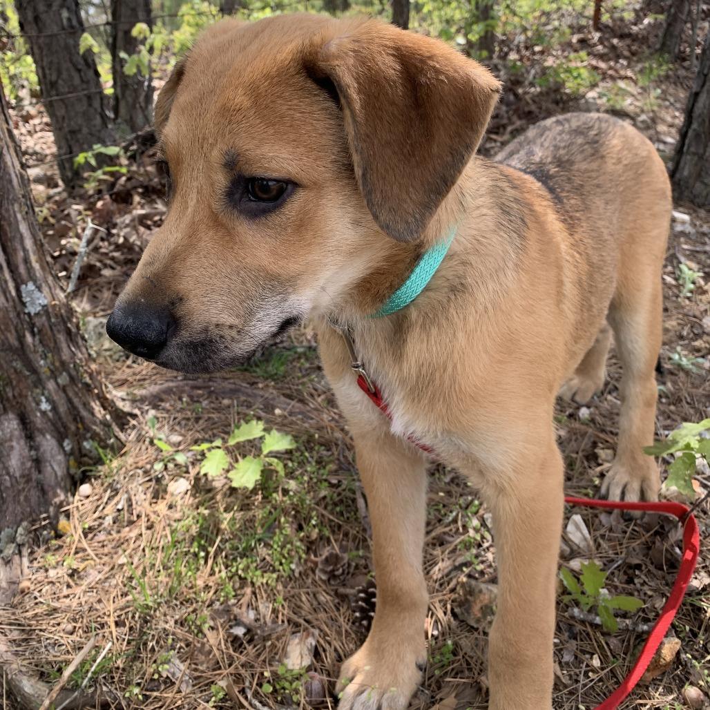 Enlarge Steve, a Adoptable mixed breed in Eureka Springs, AR image 3/6