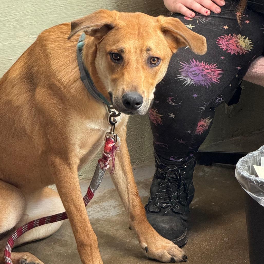 Enlarge Steve, a Adoptable mixed breed in Eureka Springs, AR image 4/6