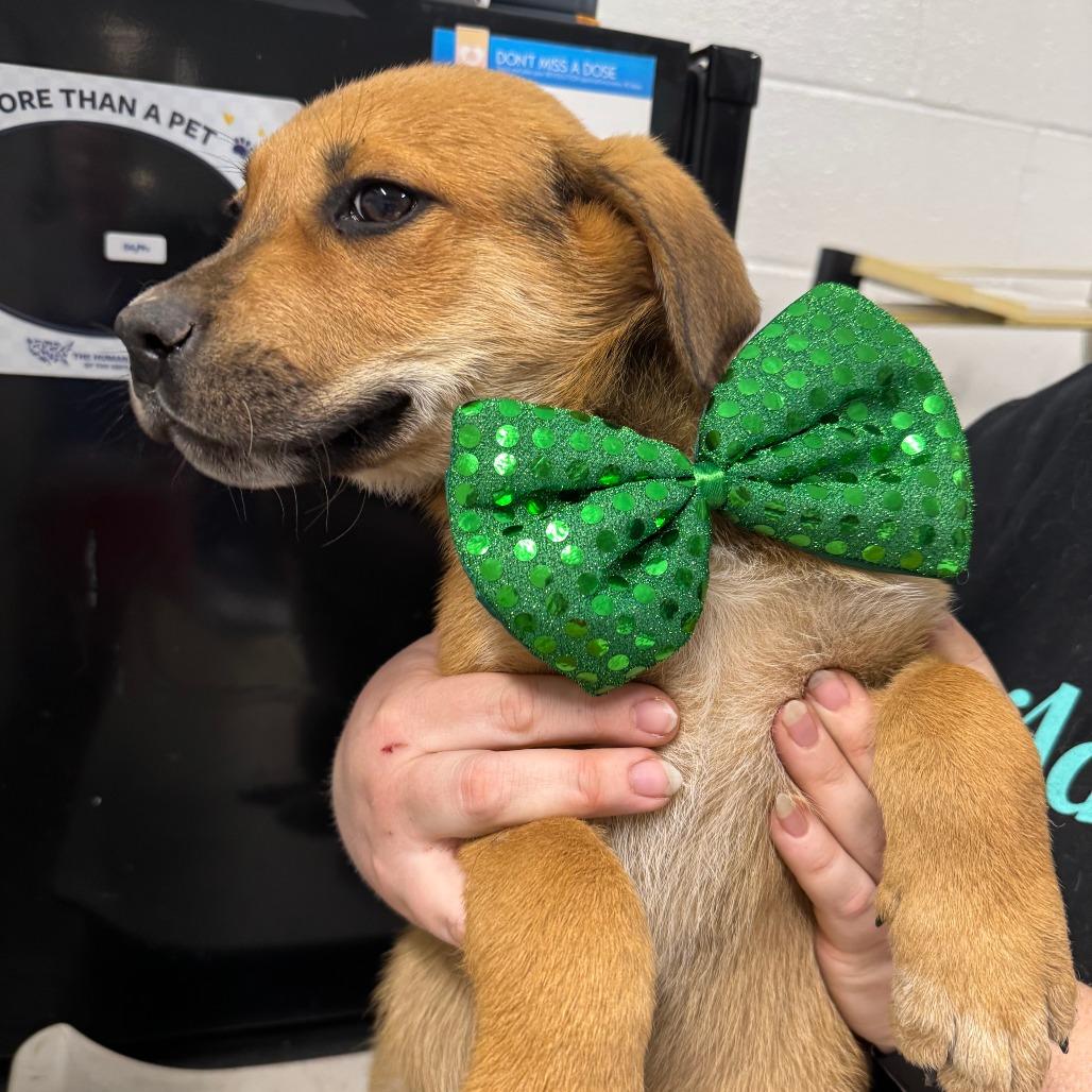 Enlarge Steve, a Adoptable mixed breed in Eureka Springs, AR image 5/6