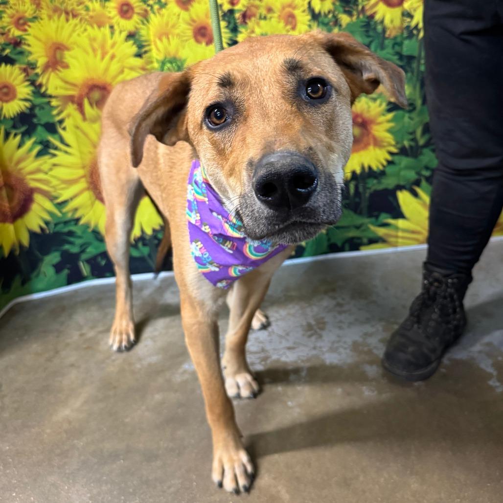 Enlarge Steve, a Adoptable mixed breed in Eureka Springs, AR image 6/6