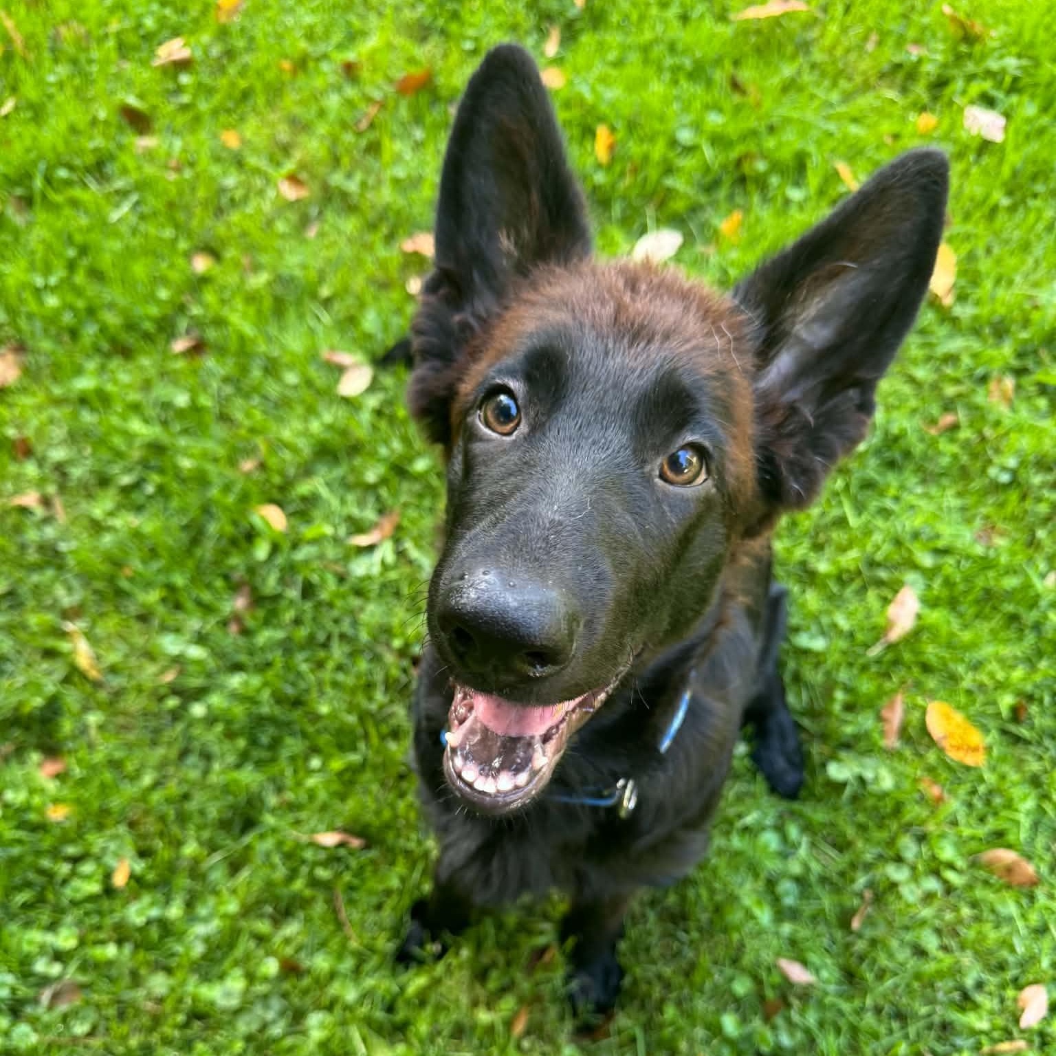 Flynn, Adopted, Puppy Male German Shepherd Dog.