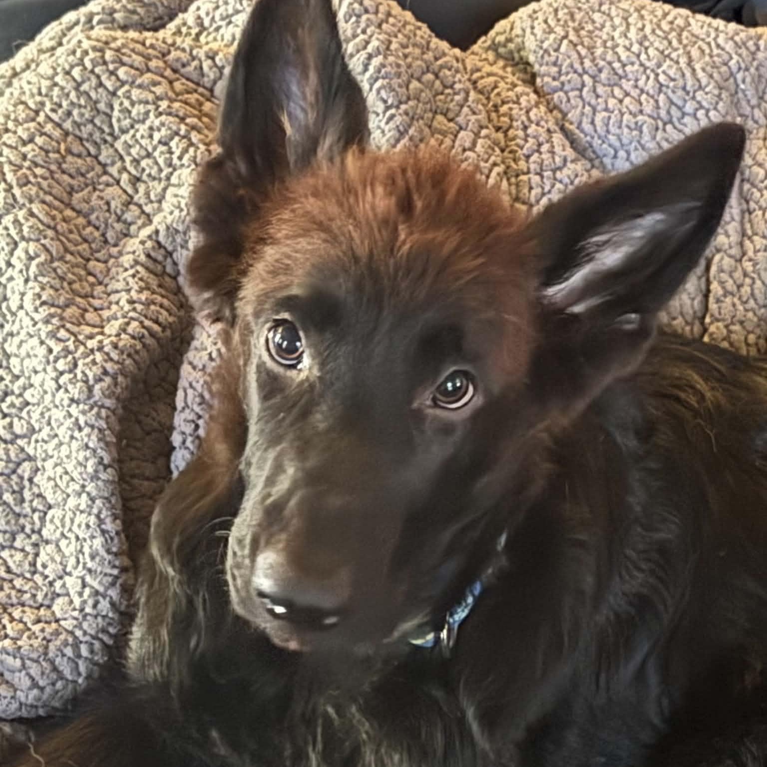 Enlarge Flynn, a Adopted German Shepherd Dog in Gerry, NY image 3/6