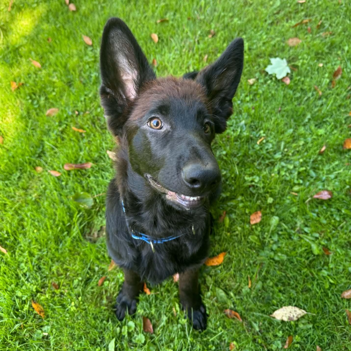 Enlarge Flynn, a Adopted German Shepherd Dog in Gerry, NY image 2/6