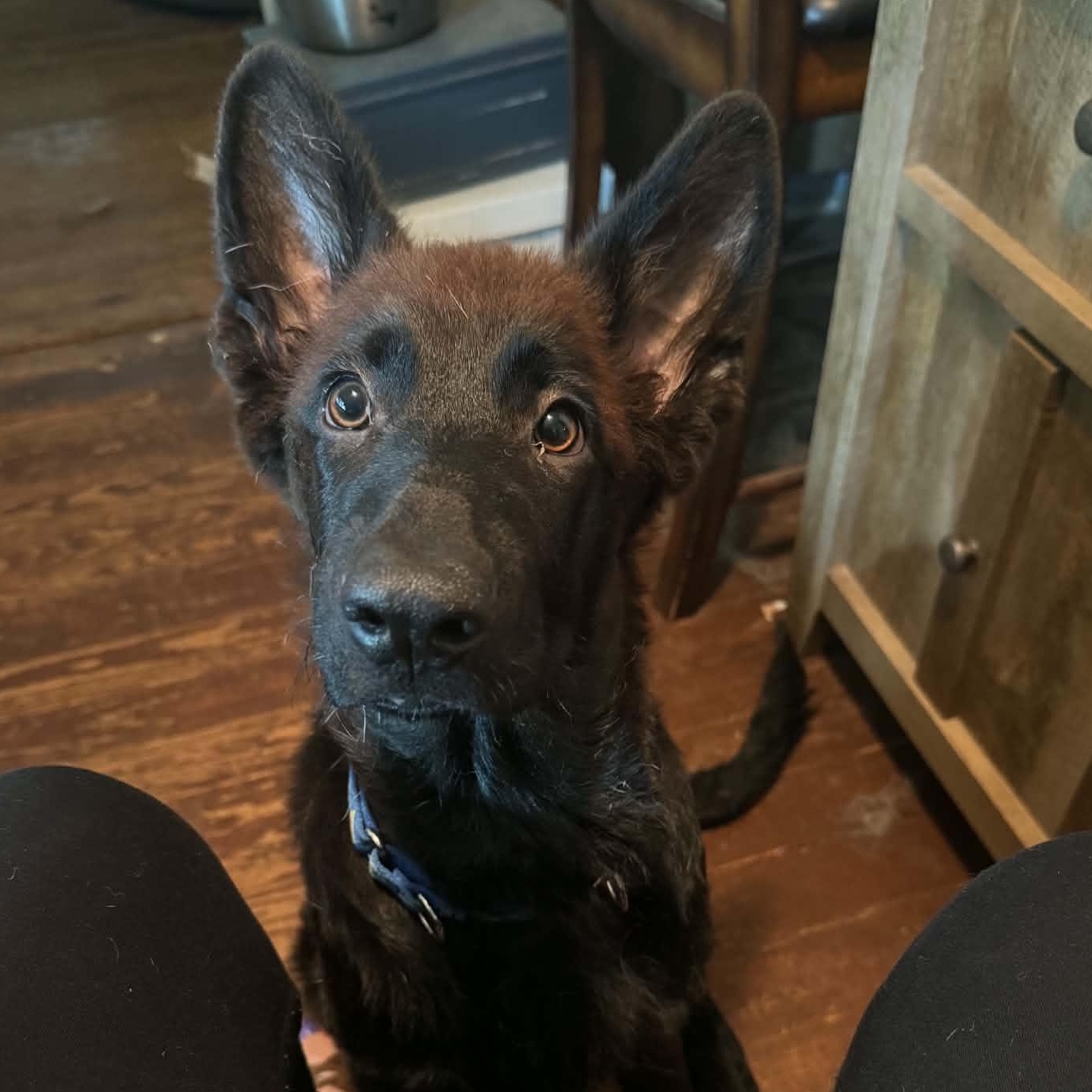 Enlarge Flynn, a Adopted German Shepherd Dog in Gerry, NY image 4/6