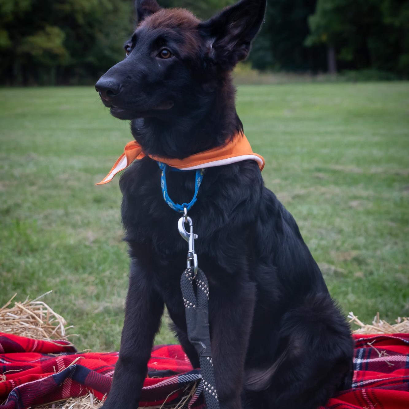 Enlarge Flynn, a Adopted German Shepherd Dog in Gerry, NY image 6/6