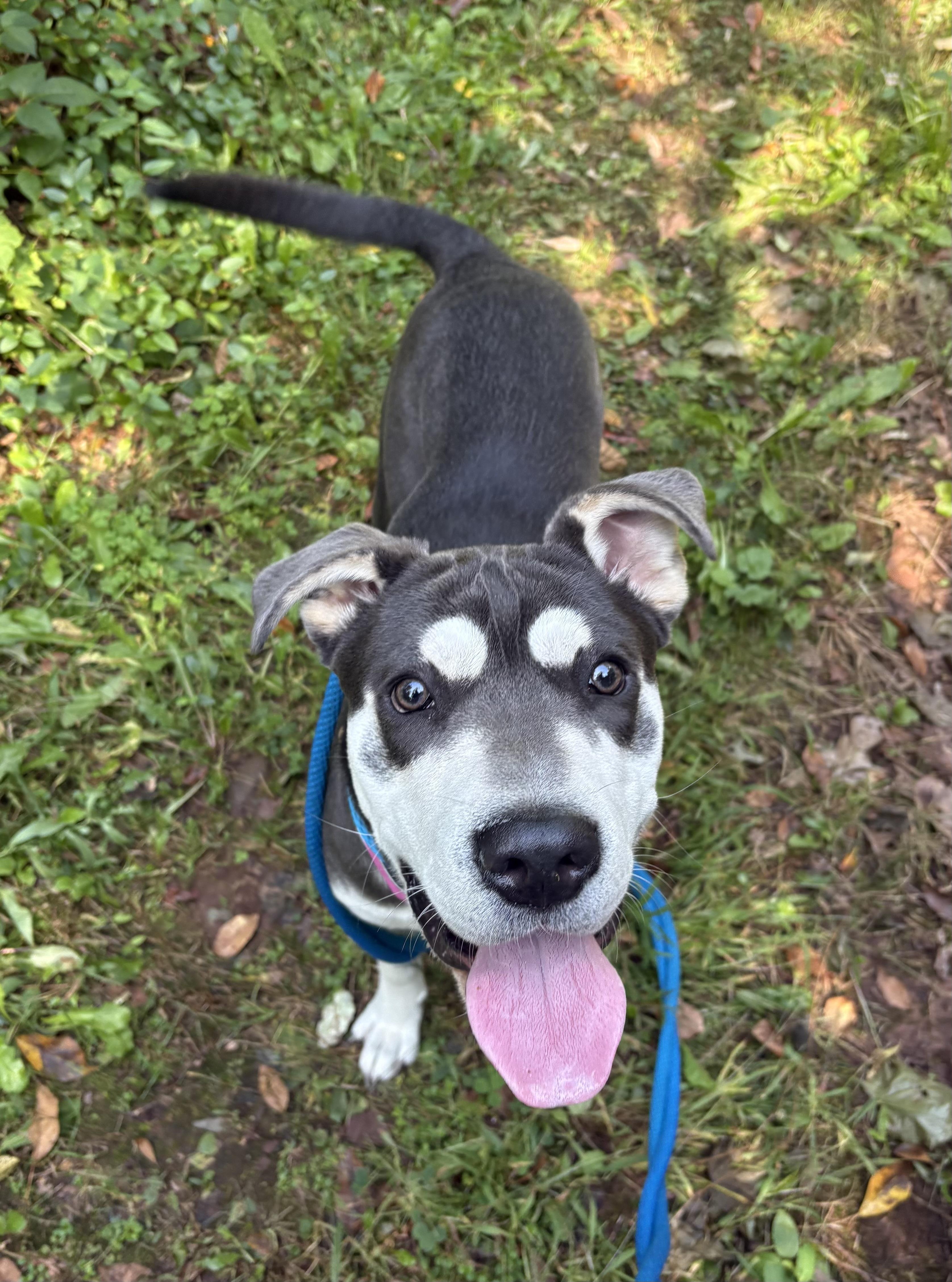 Enlarge Athena, a Adoptable mixed breed in North Haven, CT image 3/6