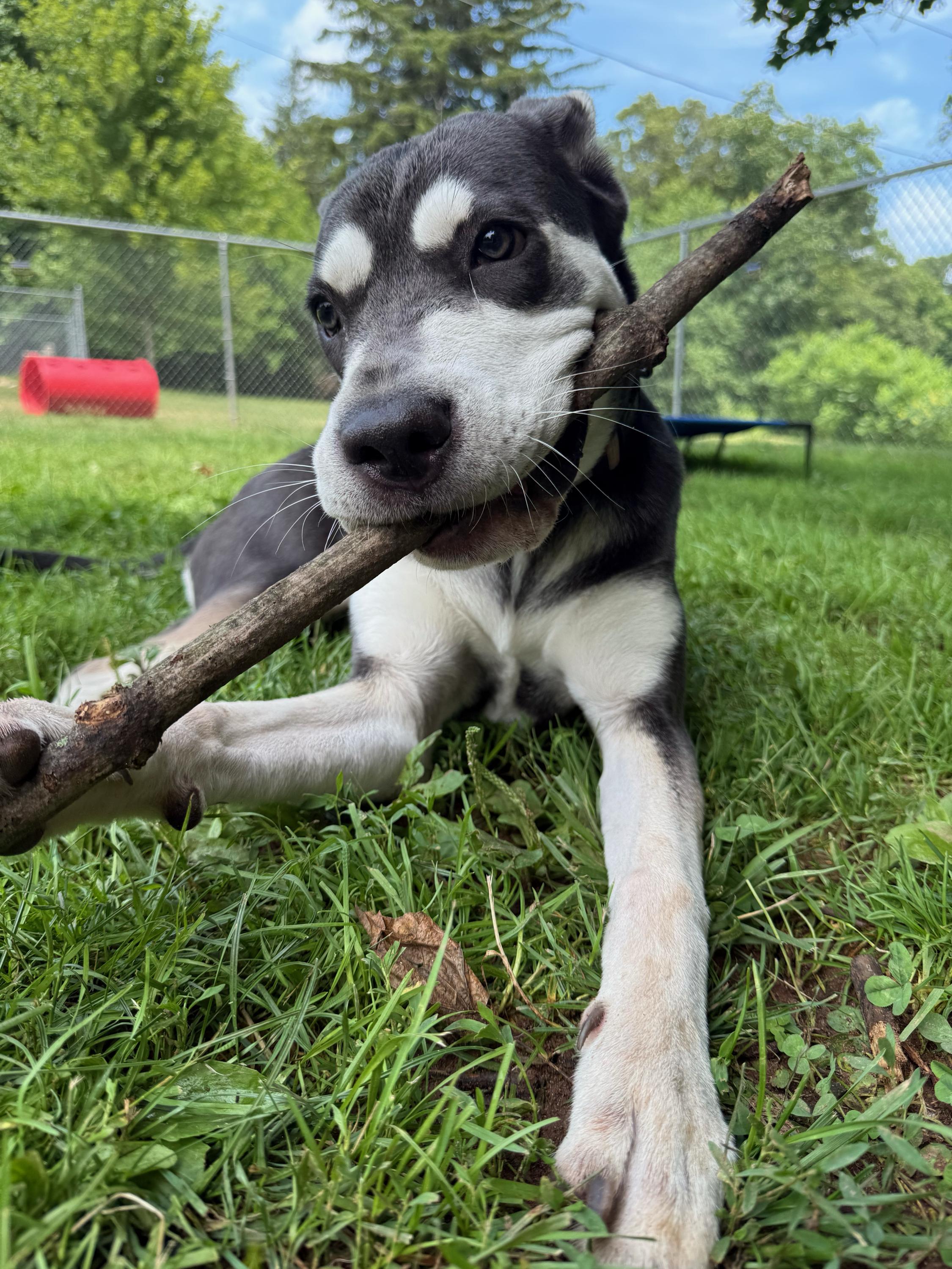Enlarge Athena, a Adoptable mixed breed in North Haven, CT image 4/6