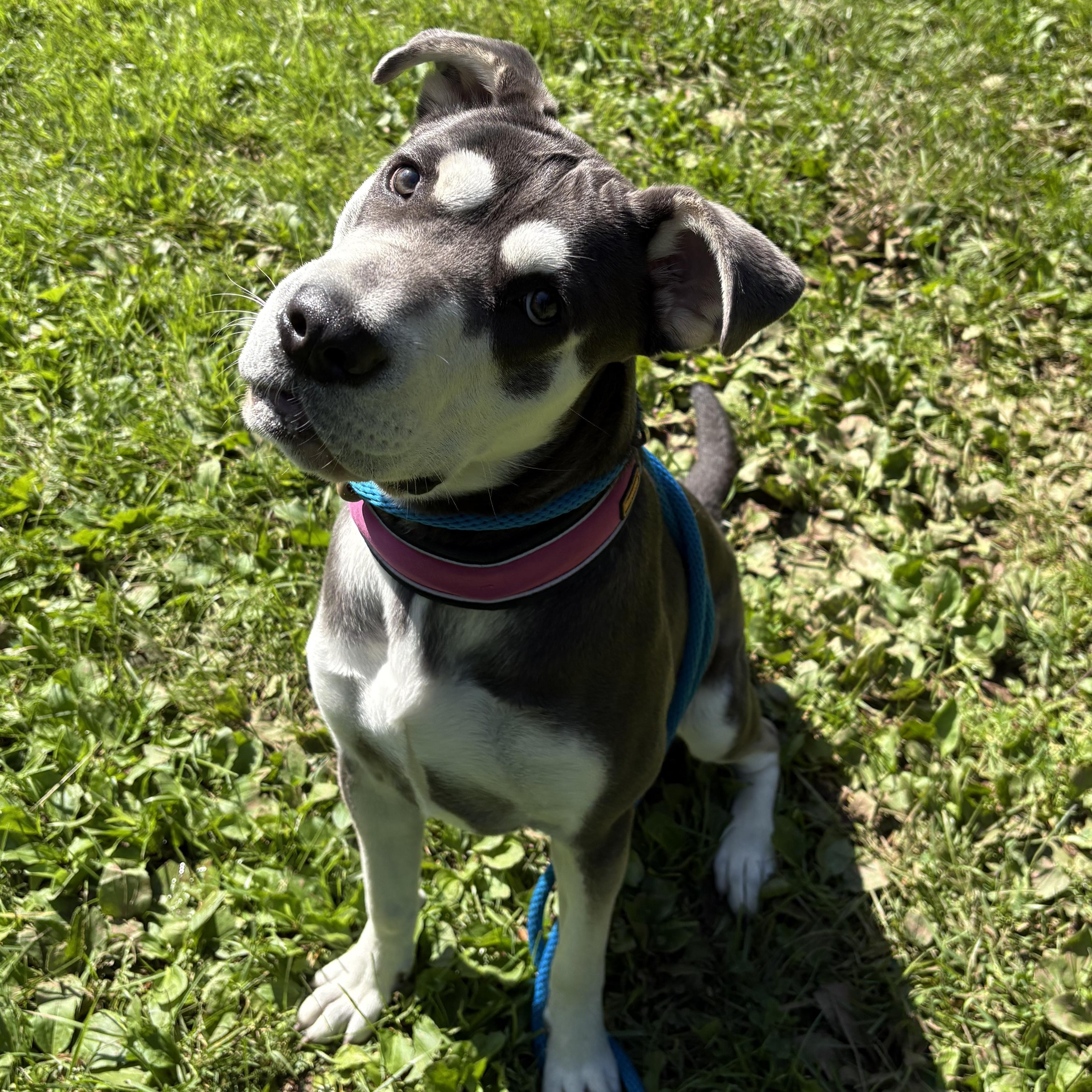 Enlarge Athena, a Adoptable mixed breed in North Haven, CT image 6/6