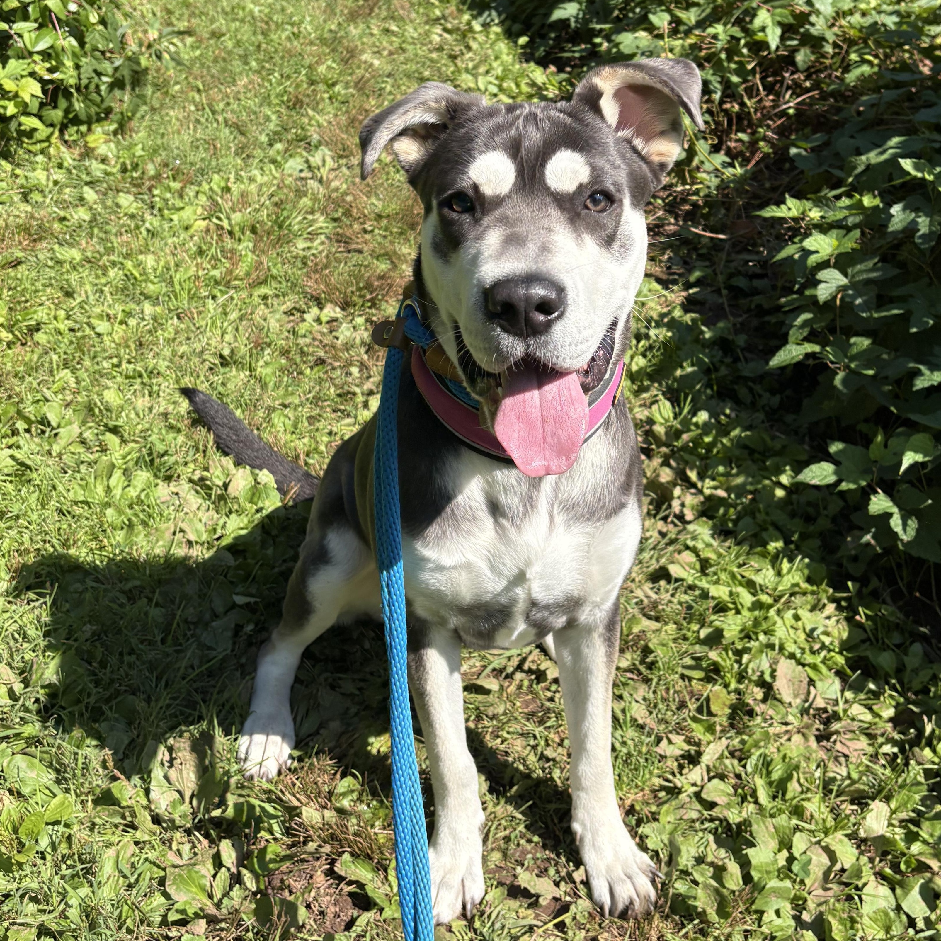 Enlarge Athena, a Adoptable mixed breed in North Haven, CT image 2/6