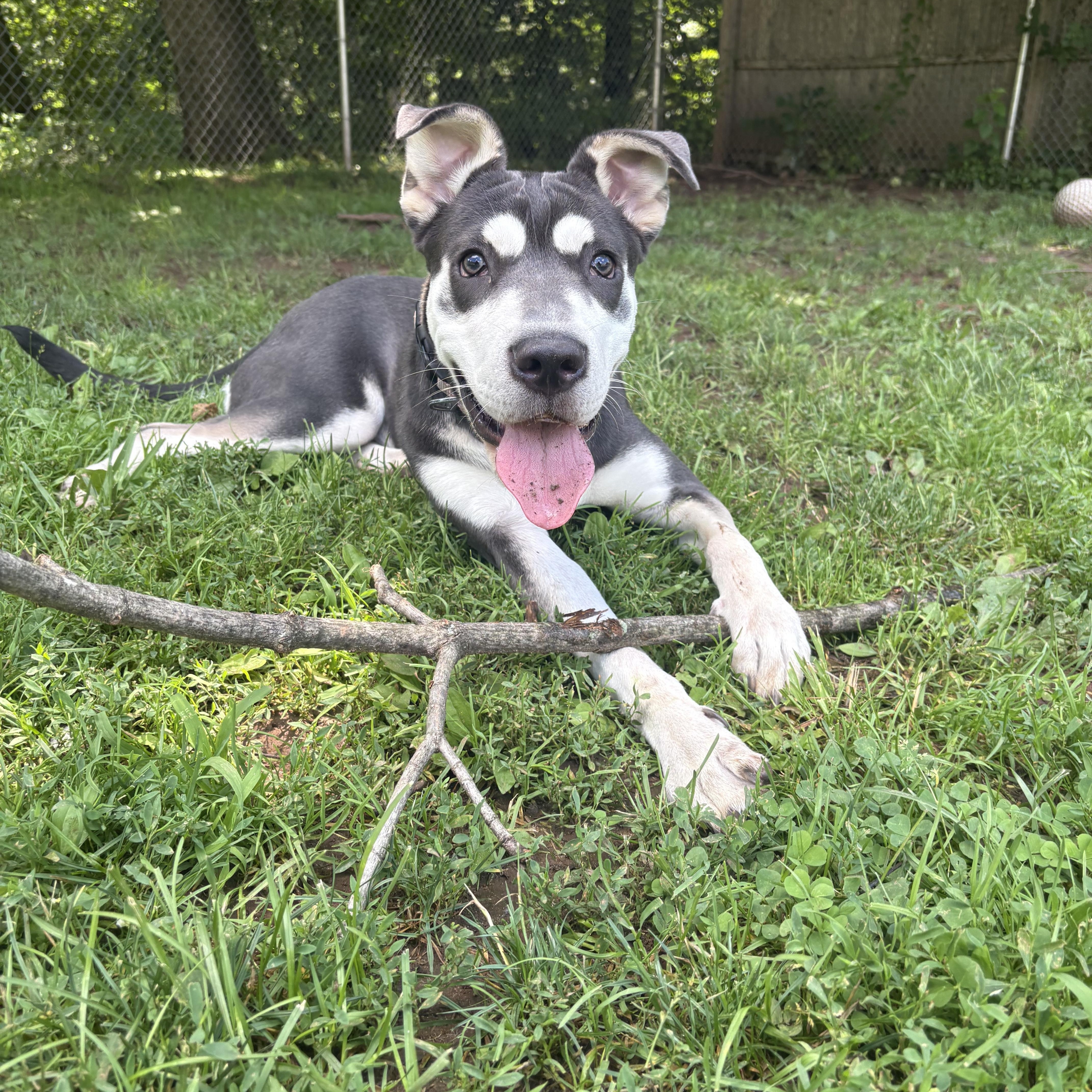Enlarge Athena, a Adoptable mixed breed in North Haven, CT image 5/6