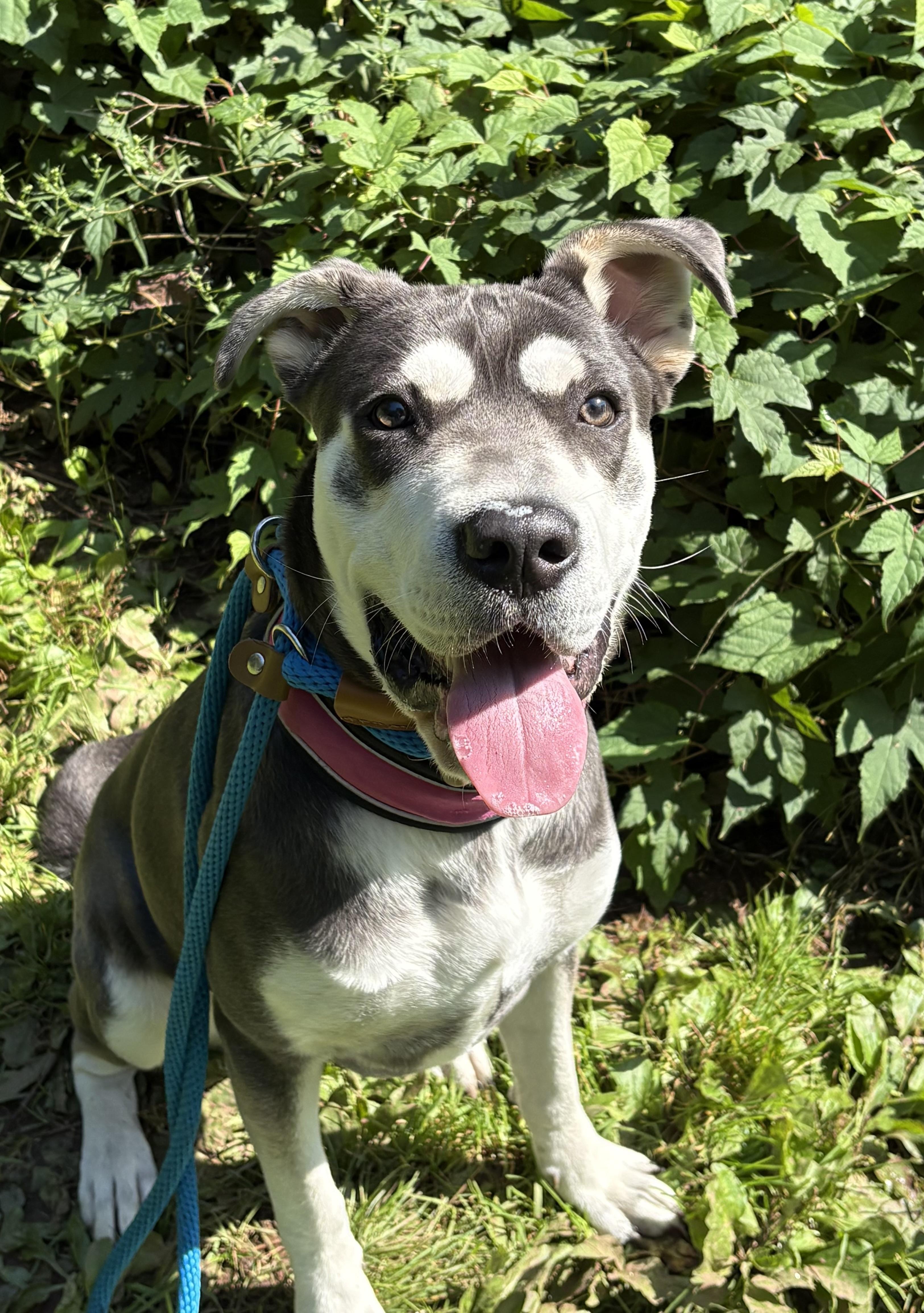 Athena, Adoptable, Puppy Female German Shepherd Dog & Pit Bull Terrier.