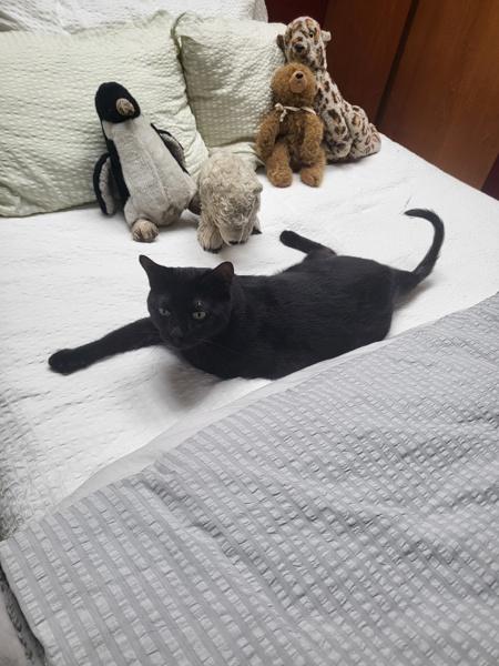 Leonardo, Adoptable, Adult Male Domestic Short Hair.