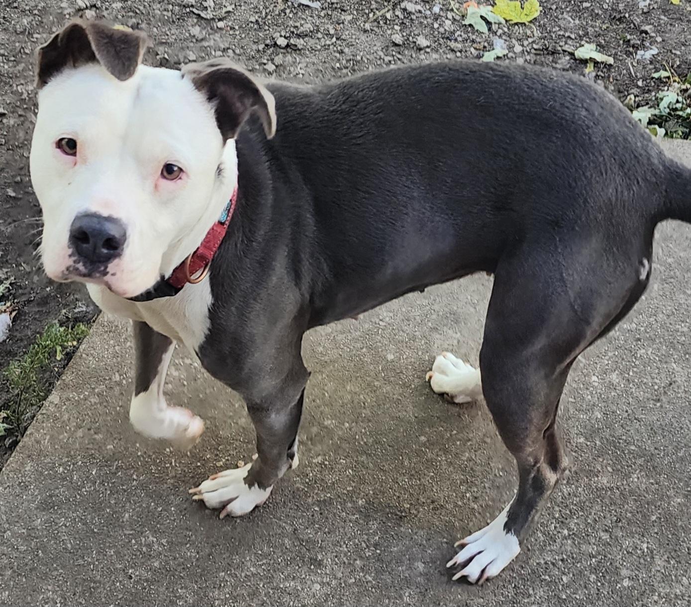 Angel, Adoptable, Young Female Pit Bull Terrier.