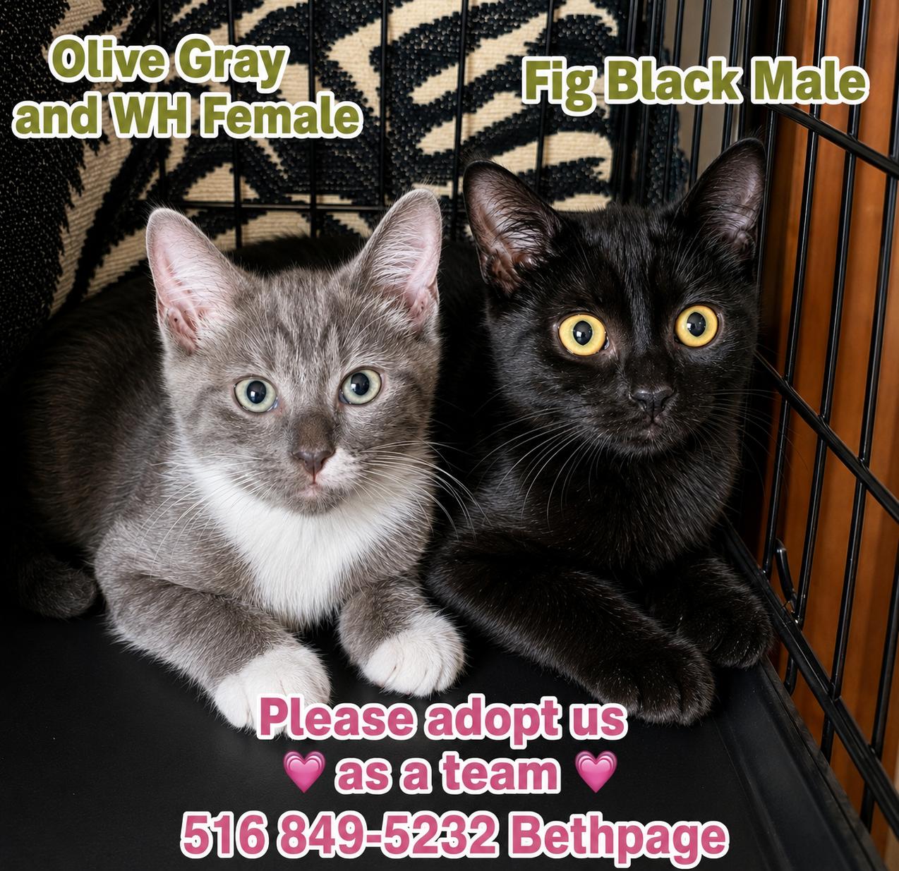 Enlarge Olive, a Adoptable Domestic Short Hair in Bethpage, NY image 2/4