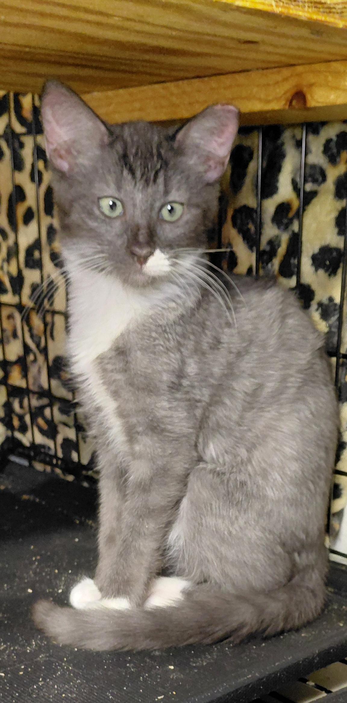 Enlarge Olive, a Adoptable Domestic Short Hair in Bethpage, NY image 3/4