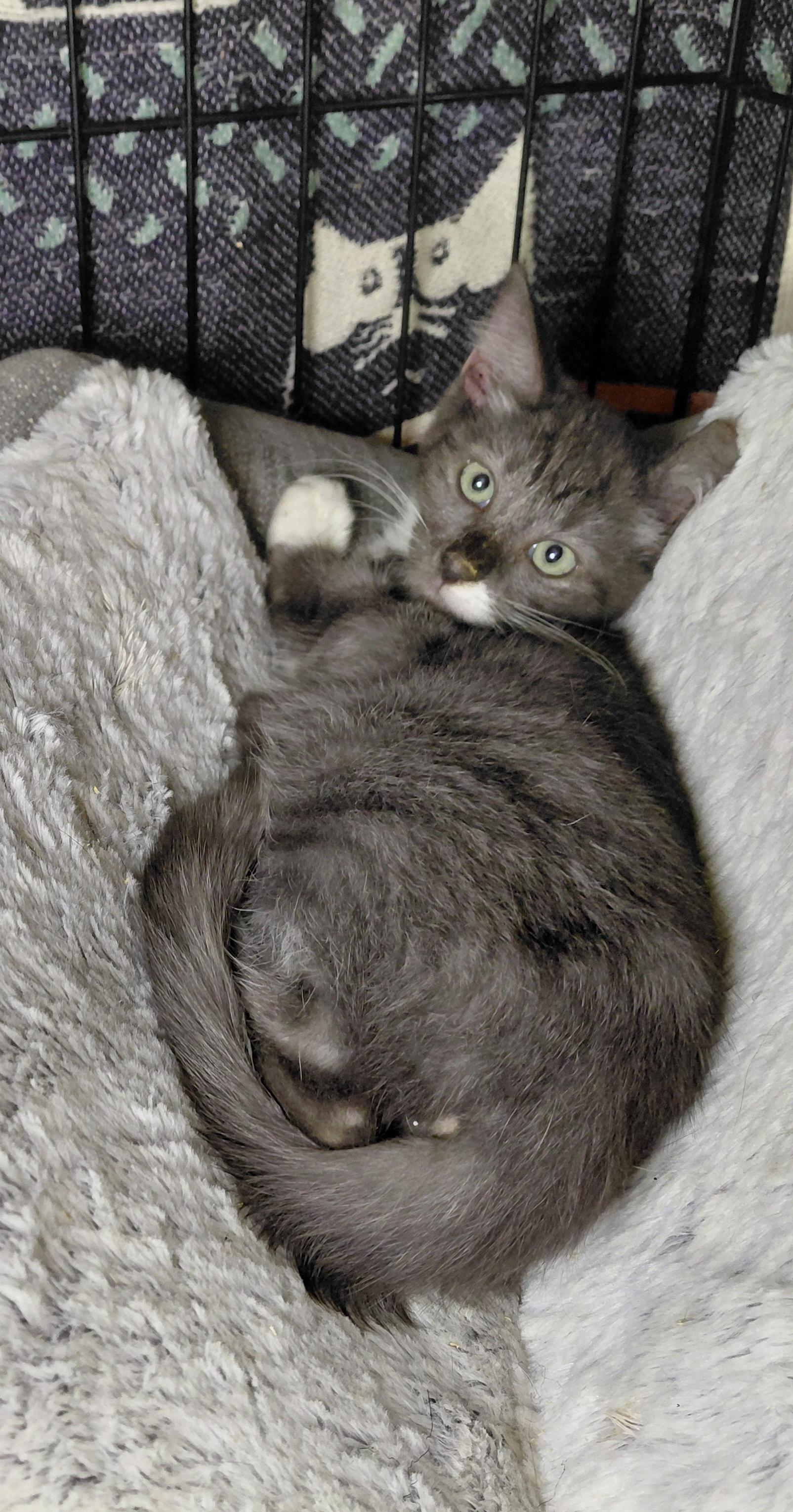 Olive, Adoptable, Young Female Domestic Short Hair.