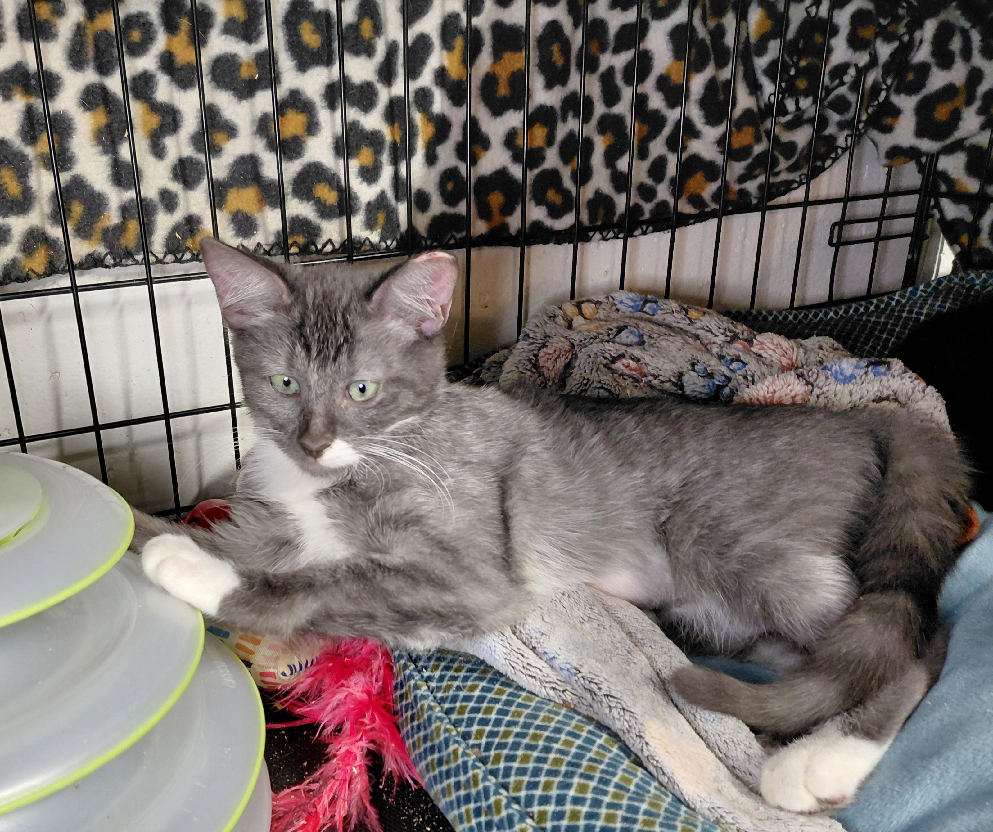 Enlarge Olive, a Adoptable Domestic Short Hair in Bethpage, NY image 4/4