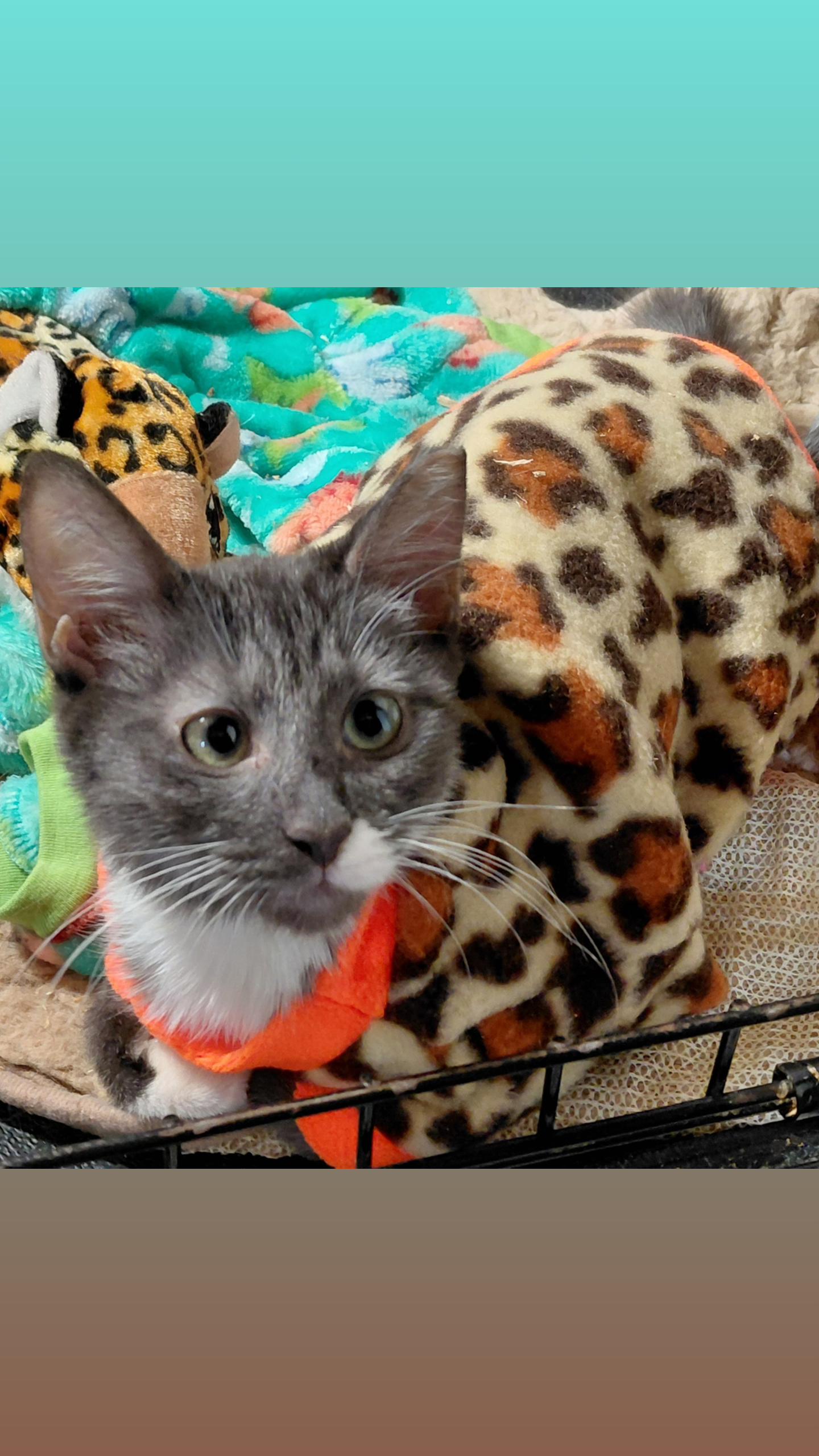 Enlarge Olive, a Adoptable Domestic Short Hair in Bethpage, NY image 4/4