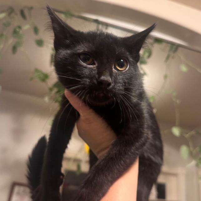 Wasabi, Adoptable, Kitten Male Domestic Short Hair.