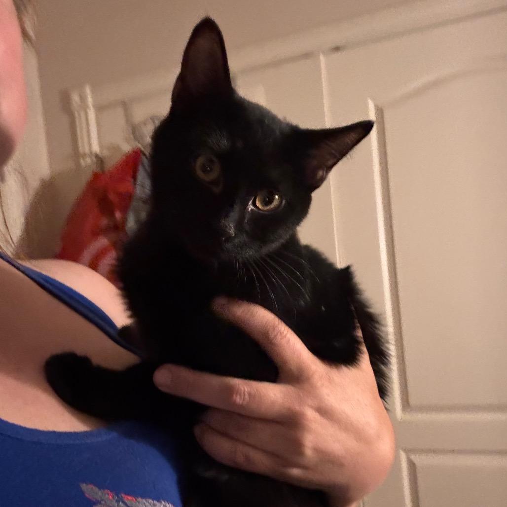 Enlarge Wasabi, a Adoptable Domestic Short Hair in Layton, UT image 2/3