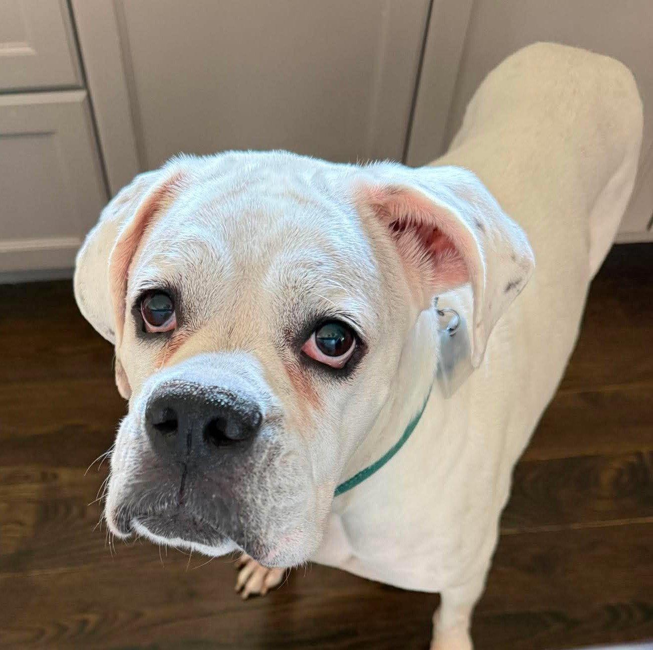 Alfa, Adoptable, Adult Female Boxer.