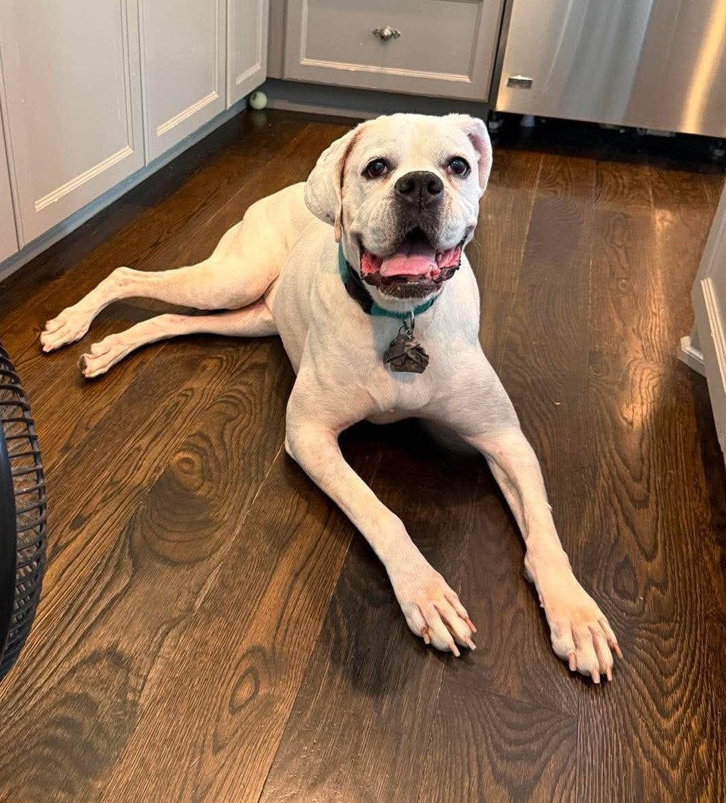 Enlarge Alfa, a Adoptable Boxer in Shakopee, MN image 2/3
