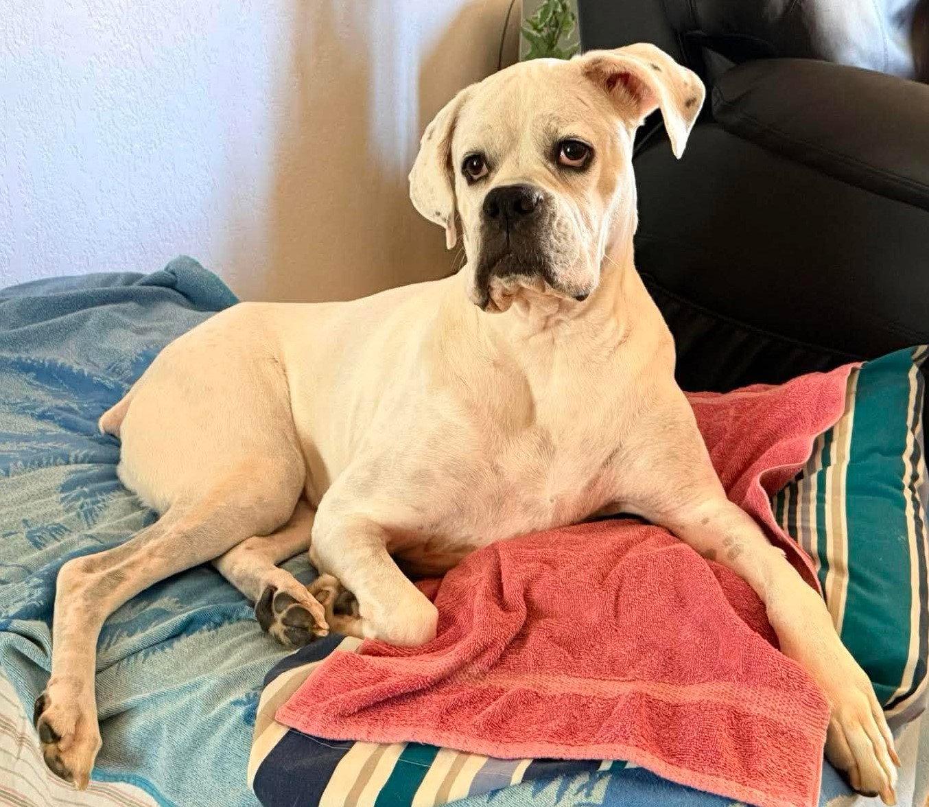 Enlarge Alfa, a Adoptable Boxer in Shakopee, MN image 3/3