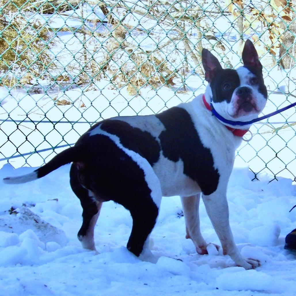 Happy Feet, Adoptable, Adult Male Pit Bull Terrier.