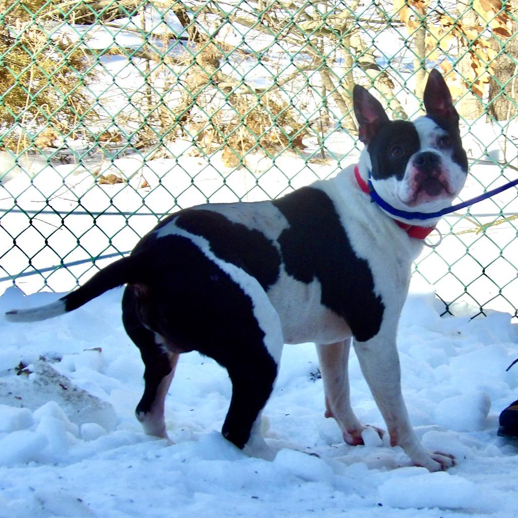 Happy Feet, a Adoptable Pit Bull Terrier in Newark, NJ image 2/6