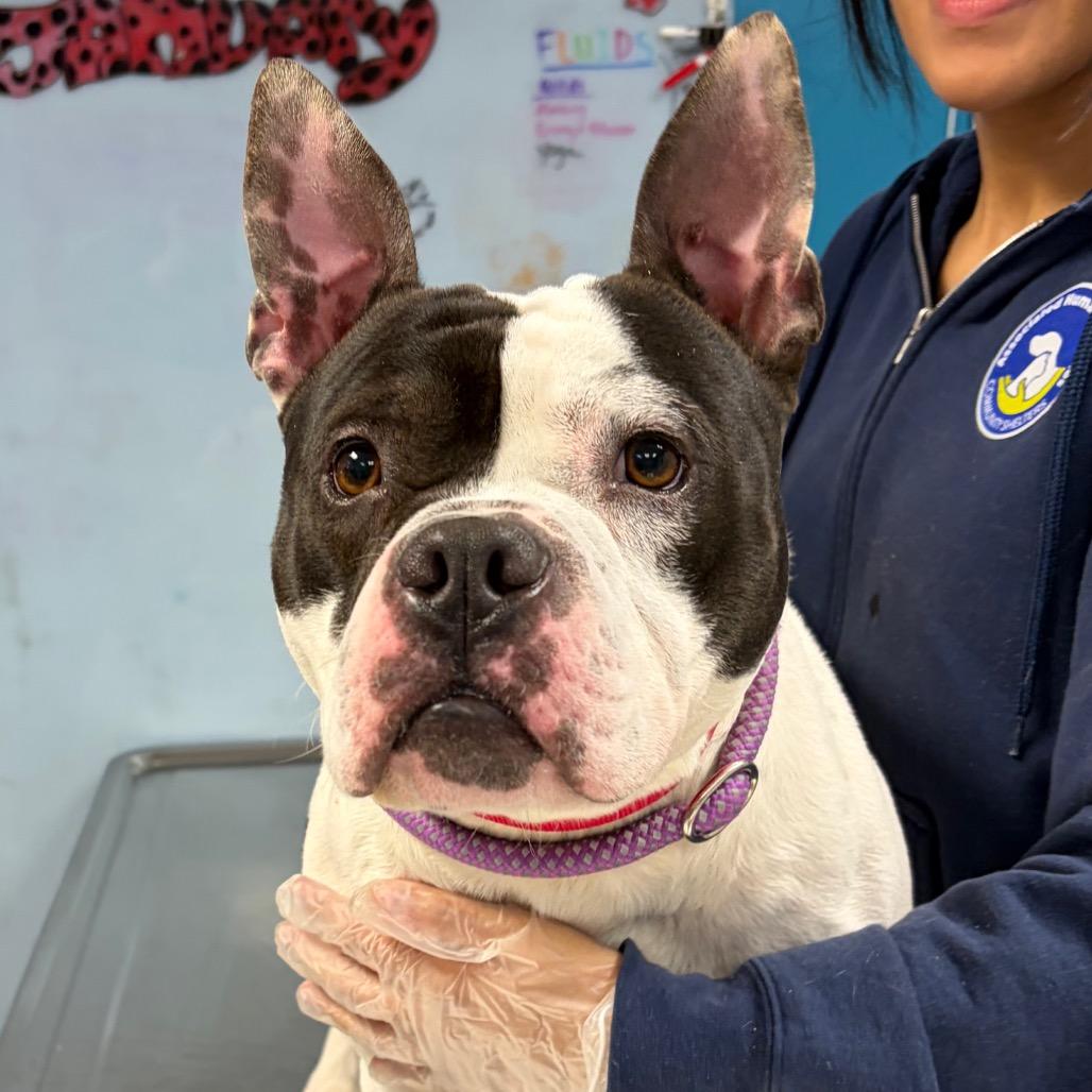 Happy Feet, a Adoptable Pit Bull Terrier in Newark, NJ image 3/6