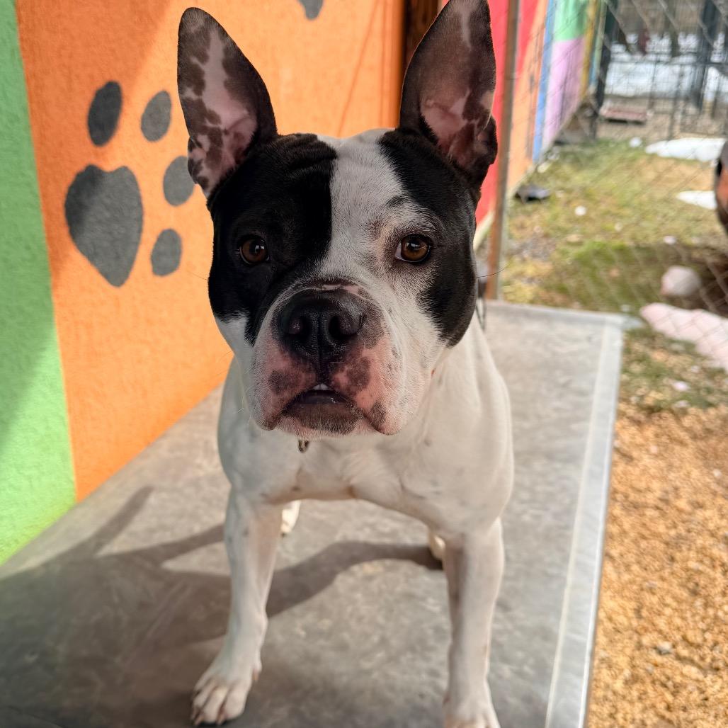 Happy Feet, a Adoptable Pit Bull Terrier in Newark, NJ image 4/6