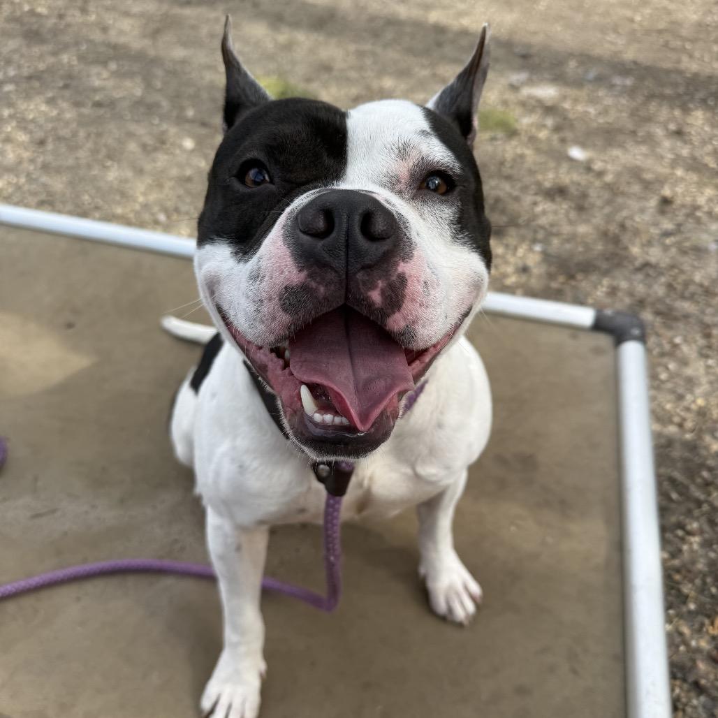 Happy Feet, a Adoptable Pit Bull Terrier in Newark, NJ image 5/6