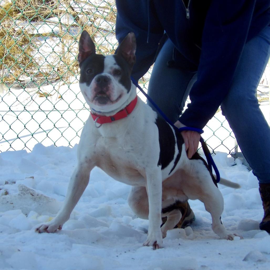 Happy Feet, a Adoptable Pit Bull Terrier in Newark, NJ image 6/6