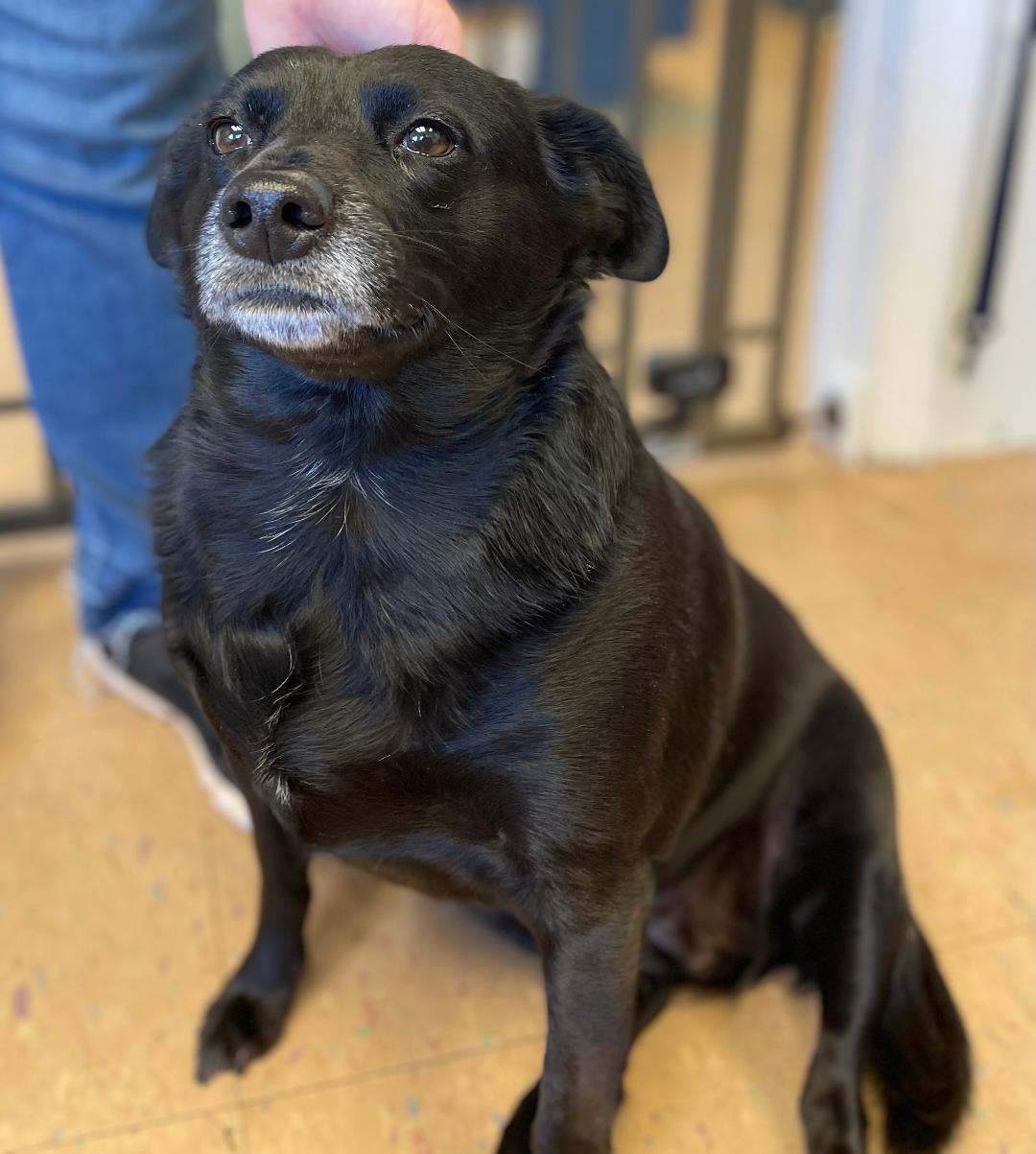 Trixie, a Adopted mixed breed in Lancaster, SC image 2/4